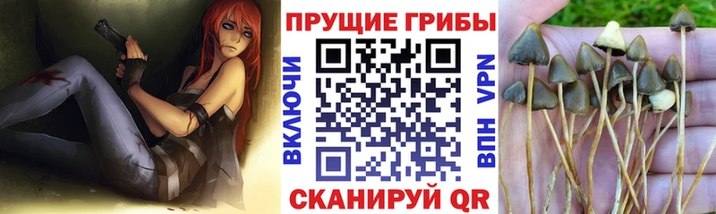 Галлюциногенные грибы Cubensis  купить закладку  Приозерск 